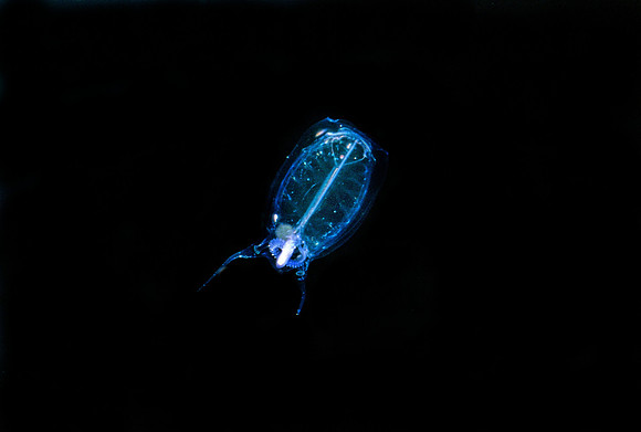 Solitary Salp - 7