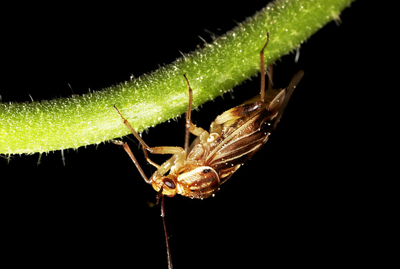 Plant Bug - 12