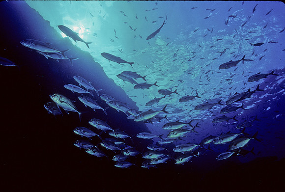 Bigeye Jacks - 2