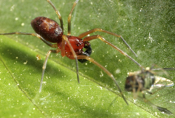 Spider with Prey - 4