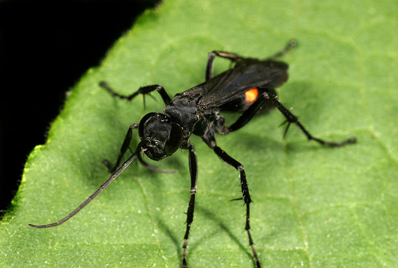 Parasitic Wood Wasp