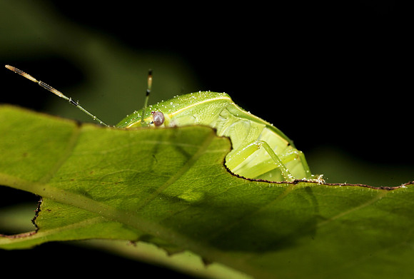 Stink Bug - 7