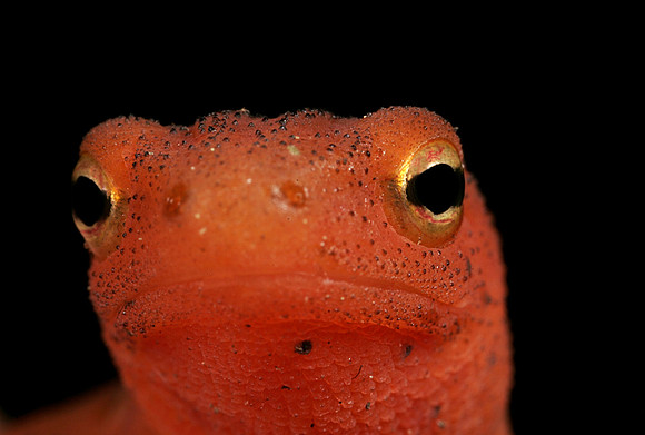 Red Eft - 2
