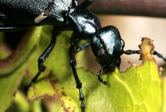 Short-winged Blister Beetle - 5