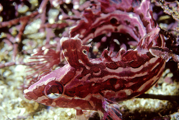 Crevice Kelpfish - 1
