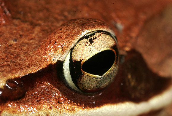Wood Frog Eye