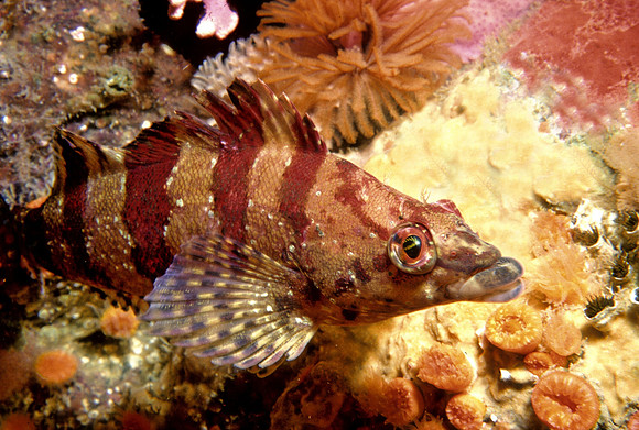 Painted Greenling - 1