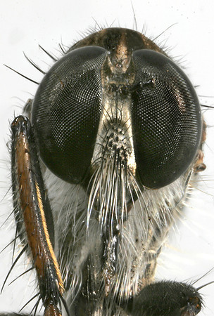 Robber Fly - 1