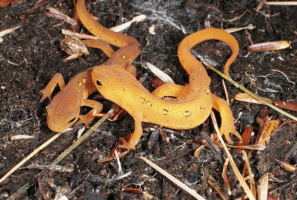 Red Efts - 1