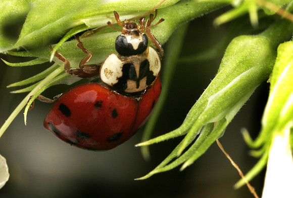 Lady Beetle - 1
