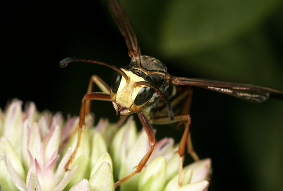 Paper Wasp - 1