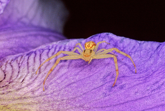 Crab Spider - 4