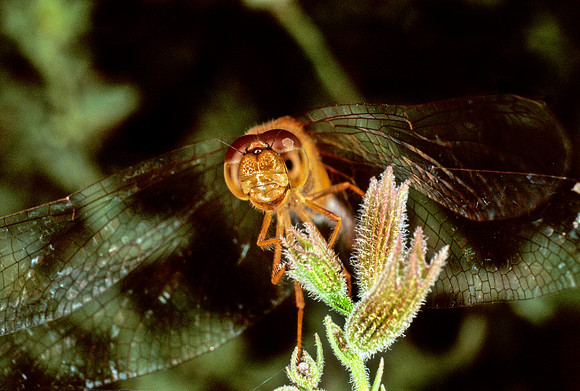 Dragonfly - 1