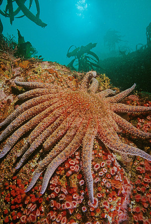 Sunflower Star - 3