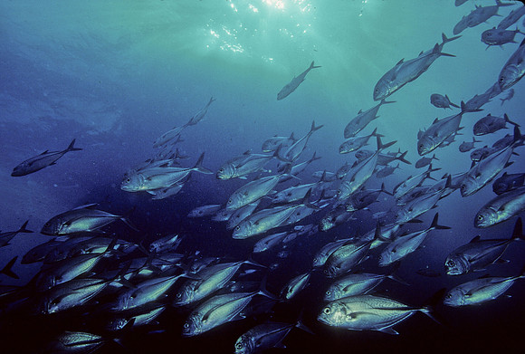 Bigeye Jacks - 4