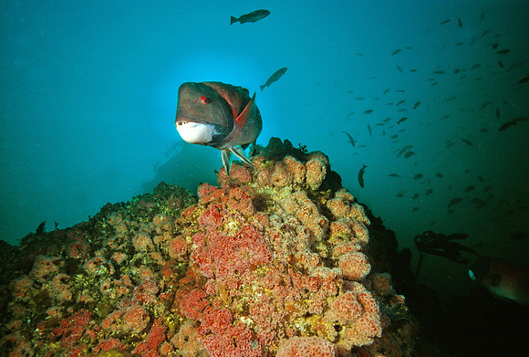 Sheephead & Pinnacle - 1