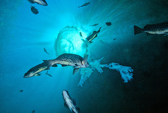 Rockfish Feeding on Egg-yolk Jelly