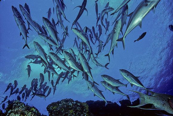 Bigeye Jacks - 1