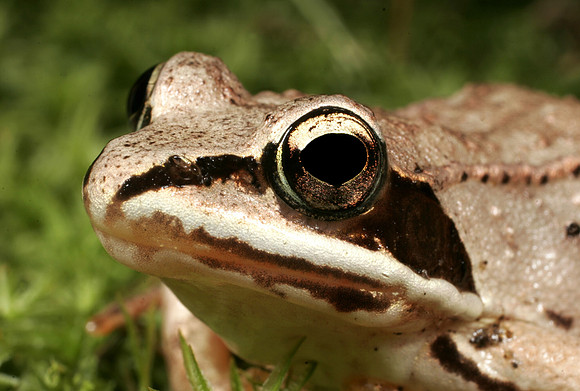 Wood Frog - 1