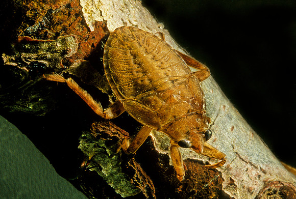 Water Bug
