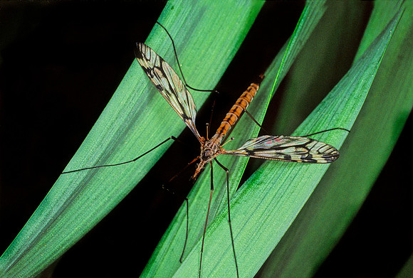 Crane Fly