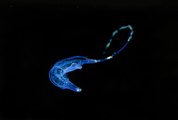 Heteropod - 5