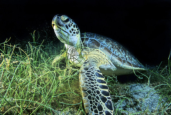 Green Sea Turtle - 3