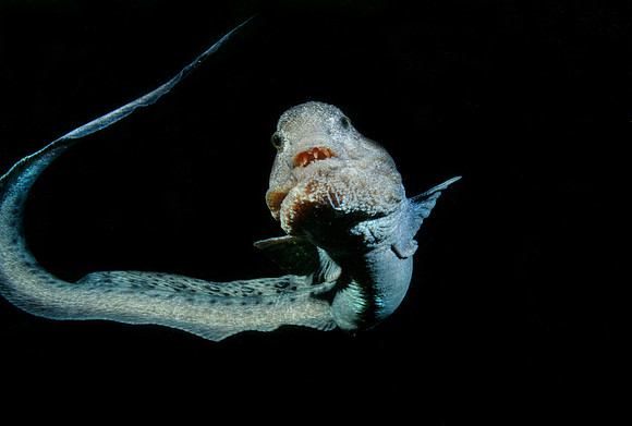 Wolf-Eel - 1