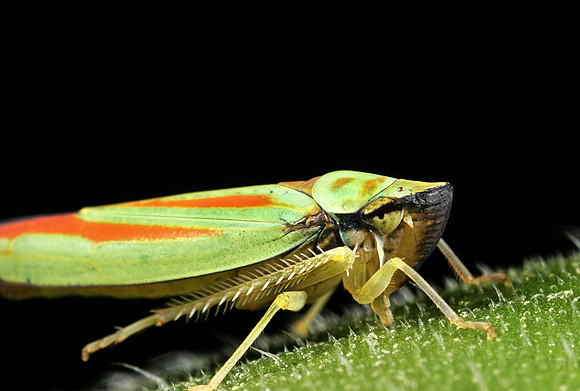 Leafhopper - 4
