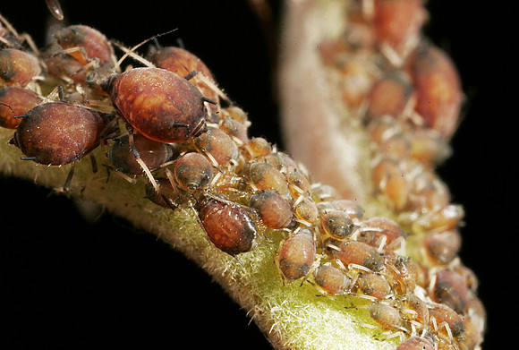 Aphids - 14