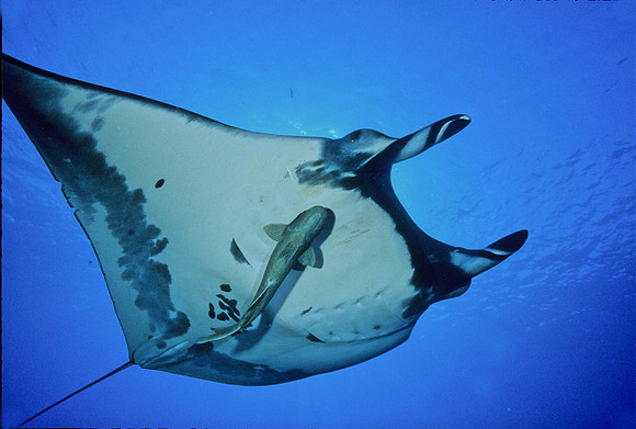 Manta - 1