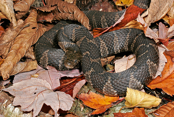 Water Snake - 2