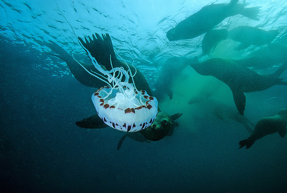 Sea Lions & Purple-stripe Jelly - 2