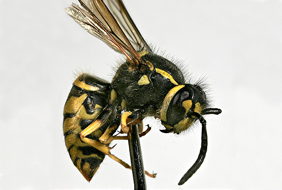 Yellowjacket - 2