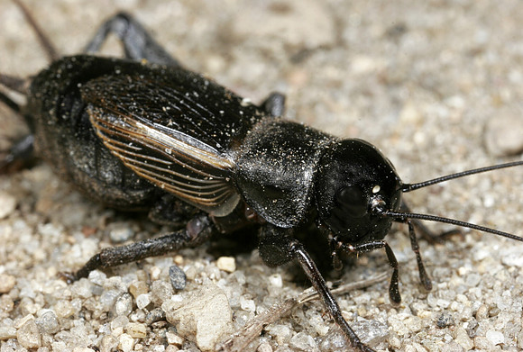 Field Cricket - 2