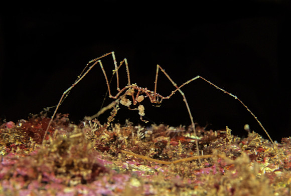 Sea Spider