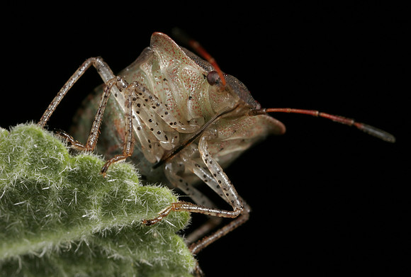 Stink Bug - 1