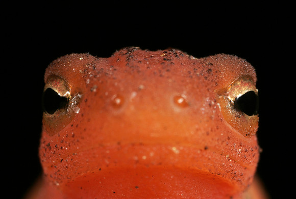 Red Eft - 4