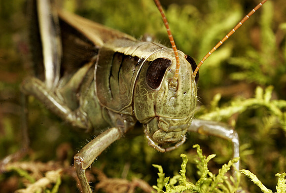 Grasshopper - 6