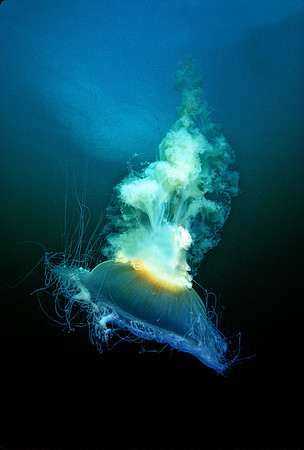 Egg-yolk Jelly - 3