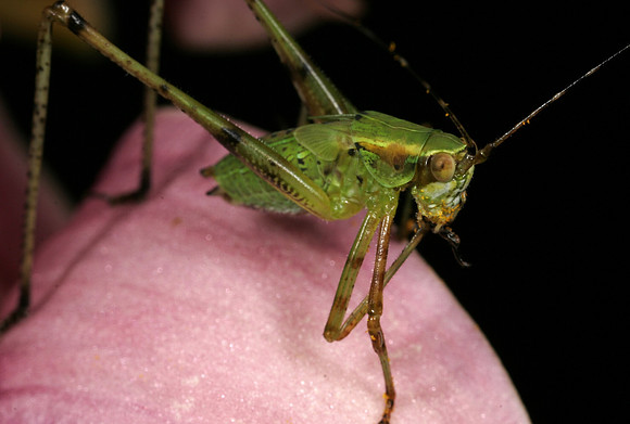 Katydid - 1