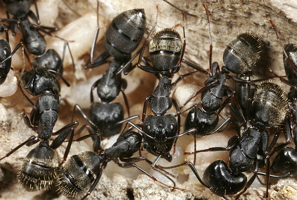 Carpenter Ants