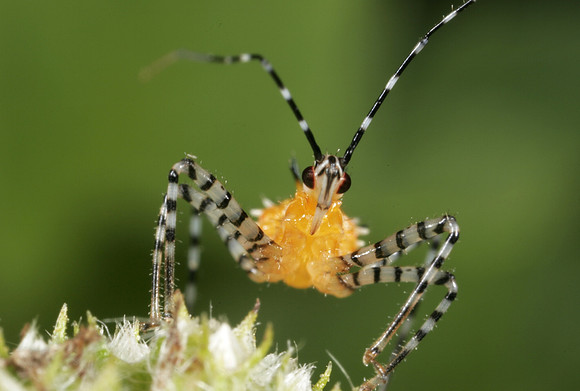 Assassin Bug Nymph - 8