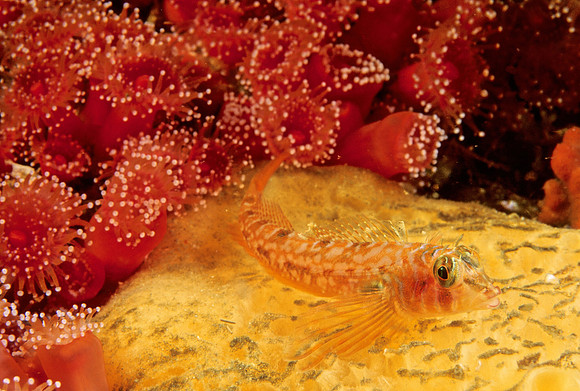 Longfin Sculpin - 1