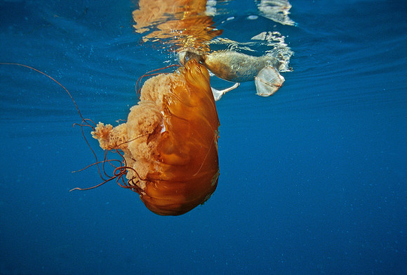 Fulmar & Sea Nettle - 2