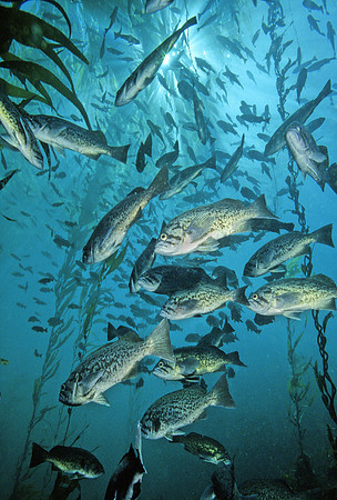 Blue Rockfish in Kelp Forest - 2