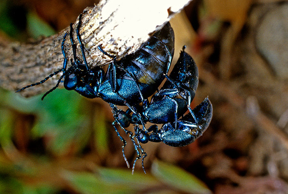 Short-winged Blister Beetle - 3