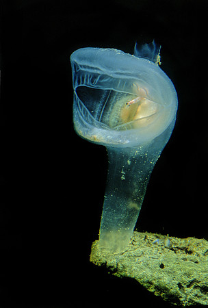 Predatory Tunicate - 1