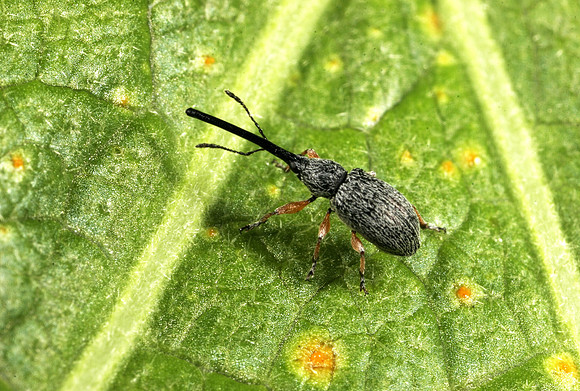 Weevil - 1