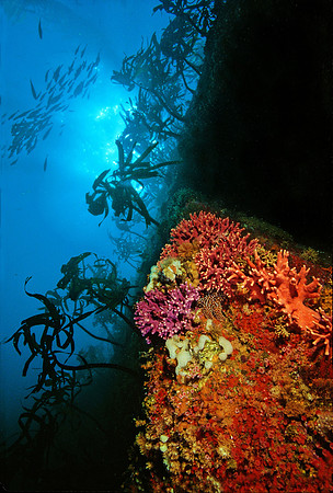 Hydrocoral Wall - 1